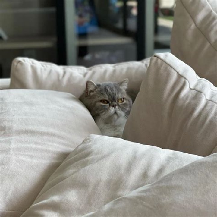 Alpharad Pets - Celebrity Pets