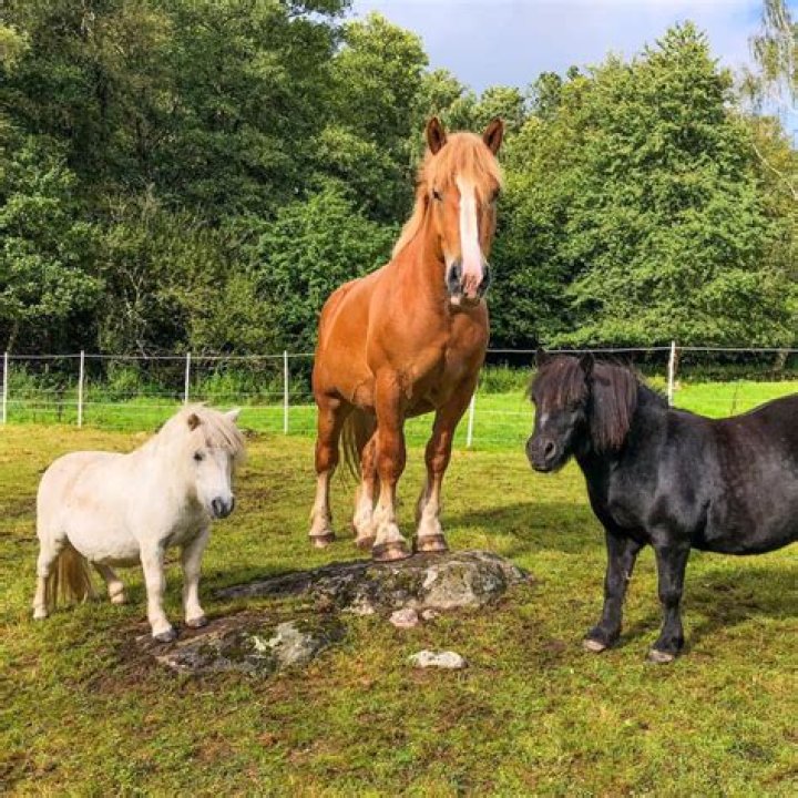 Alvin the Mini Horse Guinness World Record holder: The power of positivity