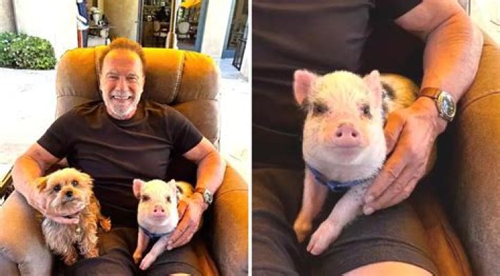 Arnold Schwarzenegger Adds a Pet Pig to His Personal Petting Zoo
