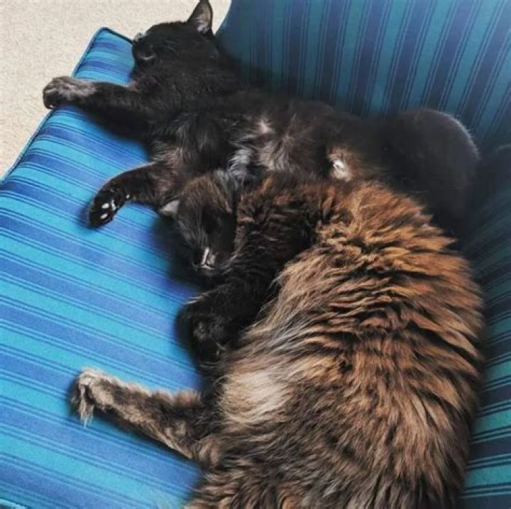 Ashly Burch Pets - Celebrity Pets