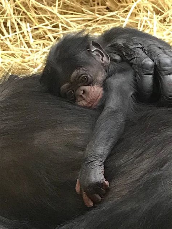 Baby Chimp Born on National Chimp Day Named After Iconic Scientist