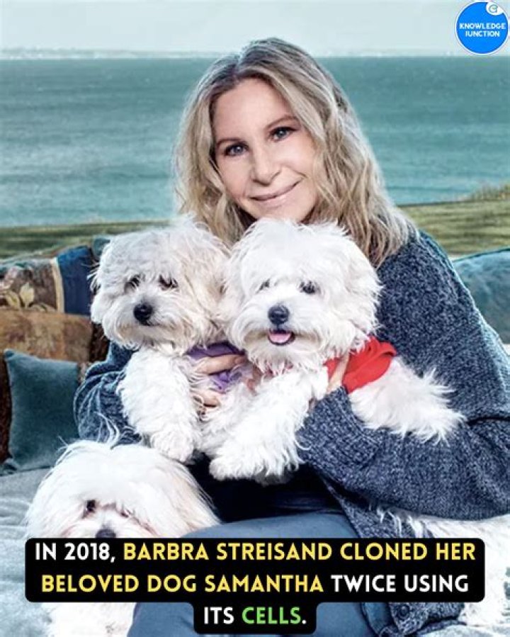 Barbra Streisand cloned her dog, spending up to $500,000