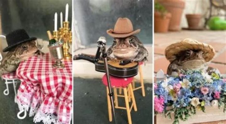 Be Inspired by the Leisurely Lifestyle of Toby Toad