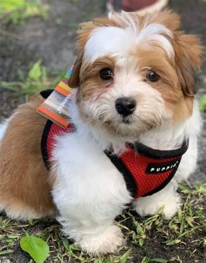 Ben Shapiro Pets - Celebrity Pets