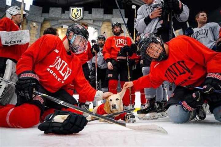 Benny The Ice Skating Dog: An Award Winning Rescue With Stadiums of Fans