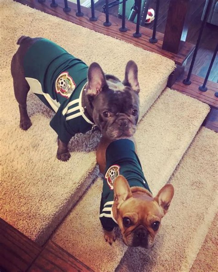 Castro1021 (Edwin Castro) Pets - Celebrity Pets