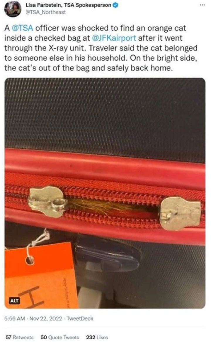 Cat hiding in luggage discovered by security X-ray