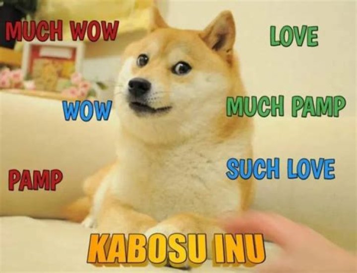 Cheems Balltze, the Shiba Inu and Viral Meme Doge, Passed Away During Surgery
