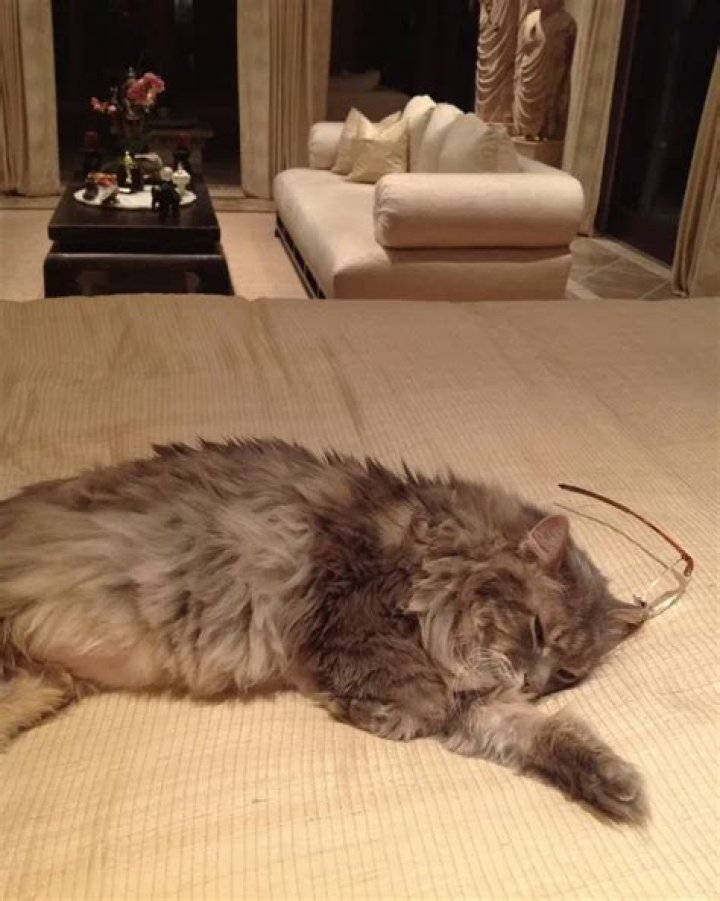 Cher (Singer) Pets - Celebrity Pets