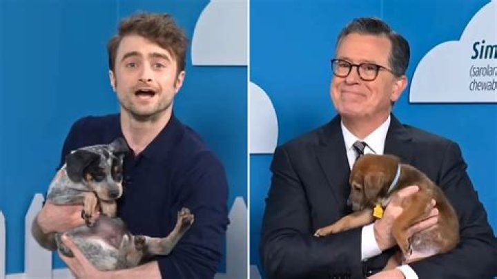 Daniel Radcliffe and Stephen Colbert Laugh (And Lie) to Help Get Rescue Dogs Adopted