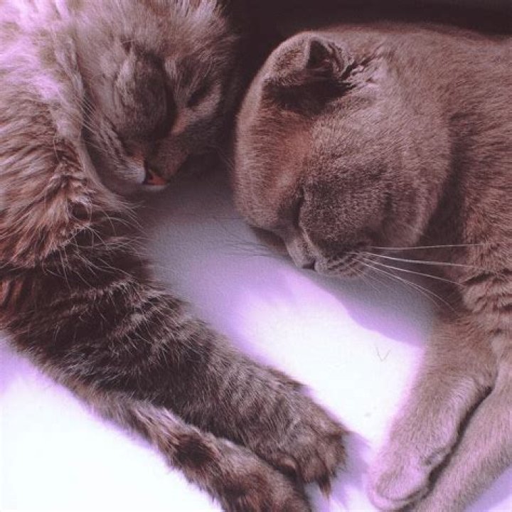 Dasha Taran Pets - Celebrity Pets