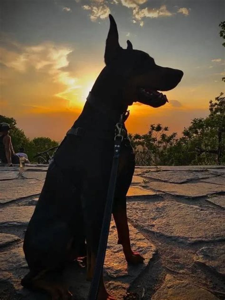 Dave Gahan Pets - Celebrity Pets