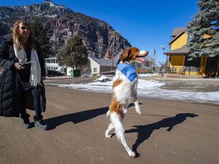 Dexter Dog Ouray Overcame Being Hit By a Car and Losing a Leg