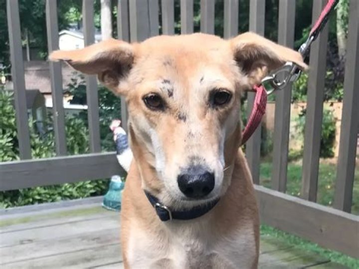 Dog Looking For Forever Home In Maryland After Defending Puppies From Monkeys In India