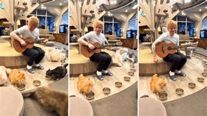 Ed Sheeran Performs at the Same Cat Cafe After 10 Years – And Bombs Again