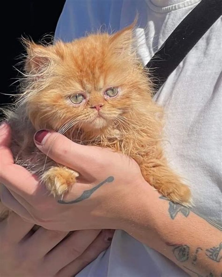 Felix (Rapper) Pets - Celebrity Pets