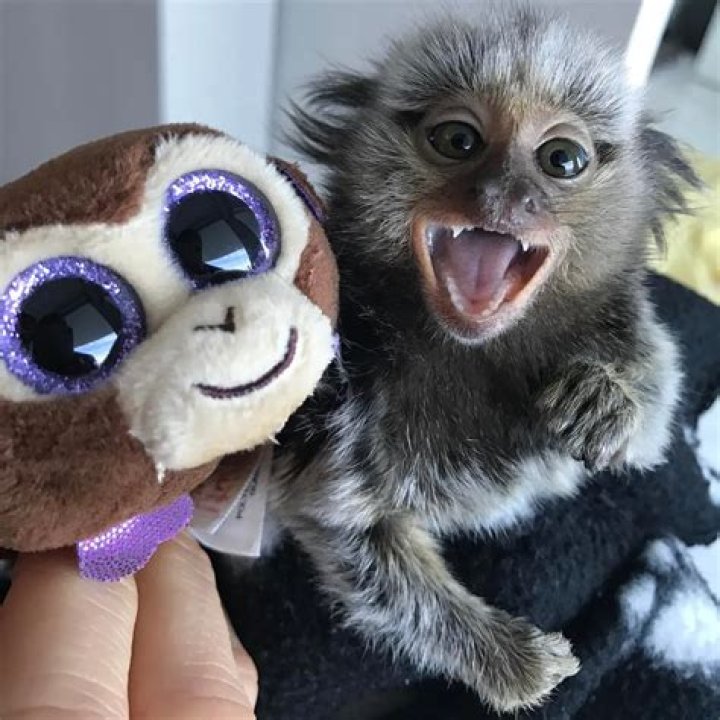 Finger monkeys Diddy & Yeti Kong were orphans, now best friends