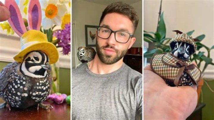 Finn the Quail Went Viral for His Cute Hat Collection (@fathenfarms)