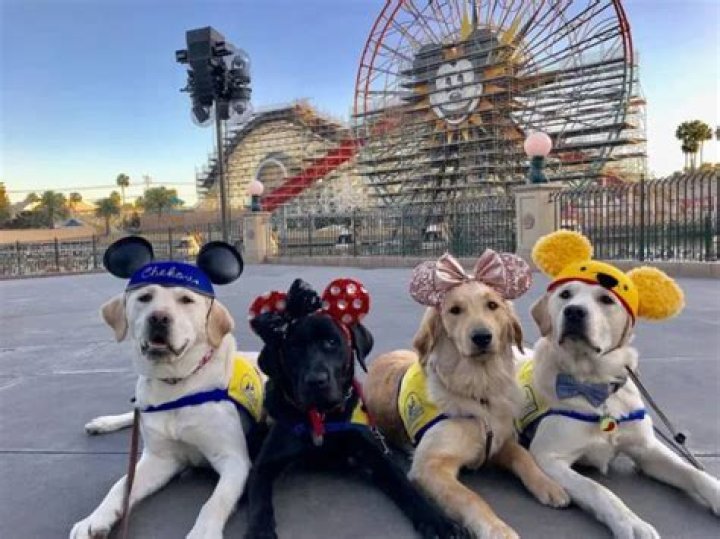 Good Boy Field Trip To Disneyland Made Happiest Place on Earth 100x Happier