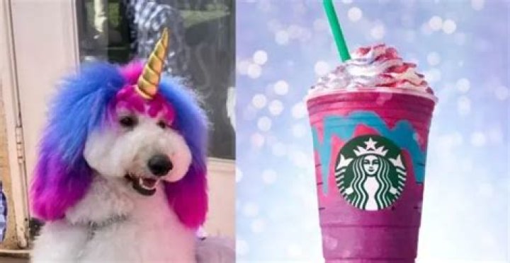 Half Unicorn, Half Poodle? Interview with Zoe from Muse Dog Spa