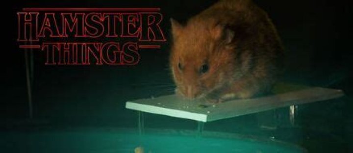 Hamster Things Cuter Than Stranger Things? You Decide