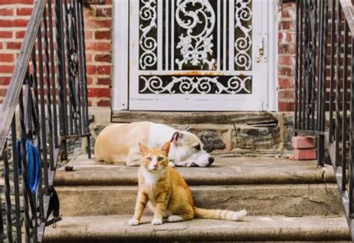 How To Be a Better Pet Advocate