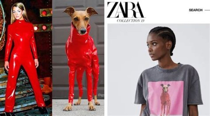Iggy Joey: Started in a Puppy Mill, Now She’s Modeling for Zara and Mercedes