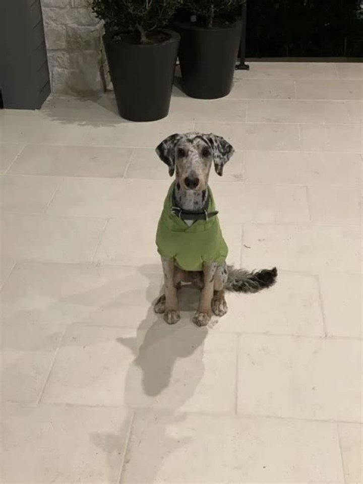 Jalen Ramsey Pets - Celebrity Pets