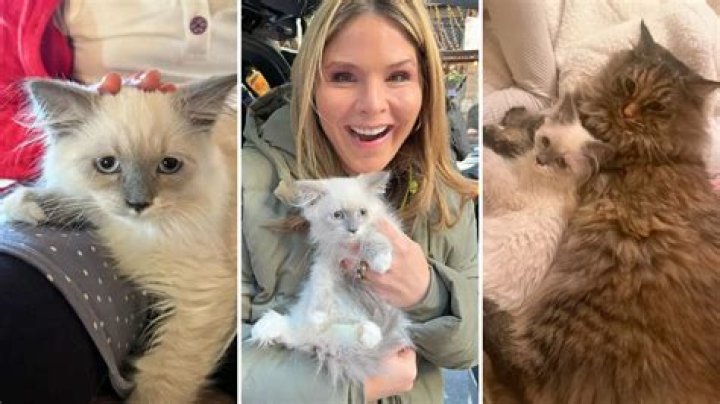 Jenna Bush Hager Adopts a New Kitten Named Mr. Mango Mellow
