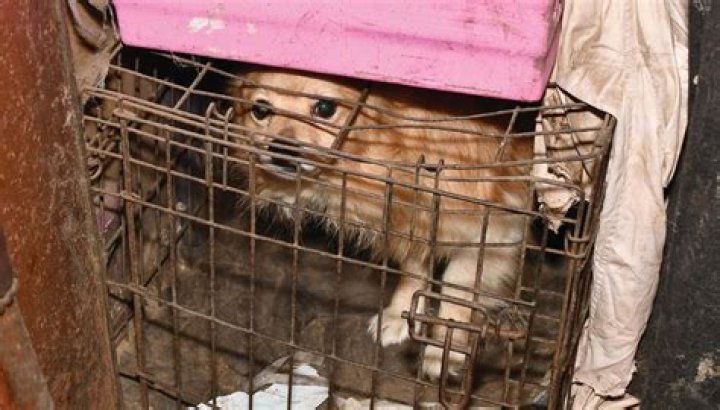 Joanna Krupa Uses Twitter to Help Fight Animal Abuse and Mistreatment