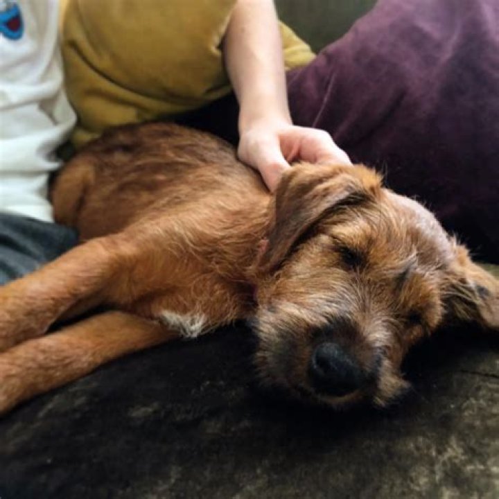 Kit Connor Pets - Celebrity Pets