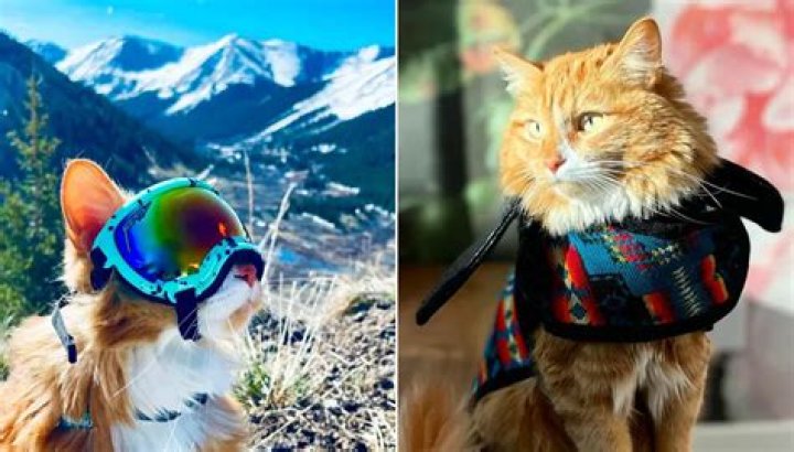 Liebchen’s Journey: The Adventure Cat Breaking Stereotypes and Exploring the World