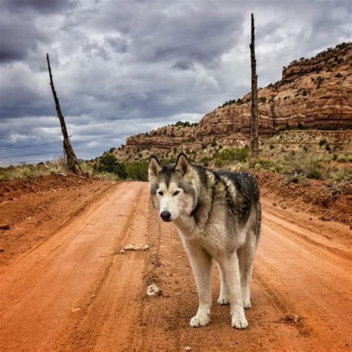 Loki the Wolfdog adventures through backcountry with photographer dad