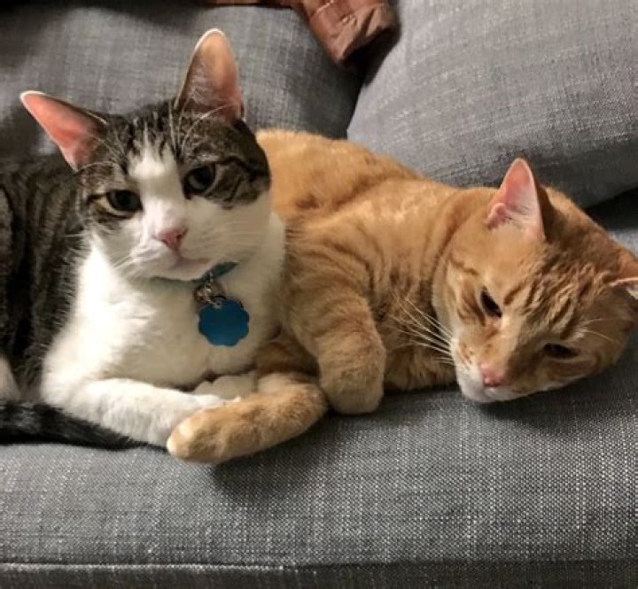 Mara Wilson Pets - Celebrity Pets