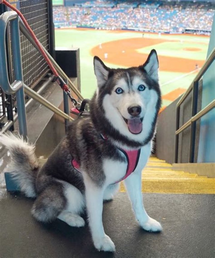 Meeka the Husky Has A Lot To Say And We Should Be Listening