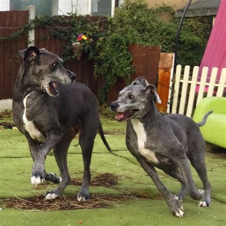 Meet Freddy, the World’s Tallest Dog at over 7 feet, 6 inches