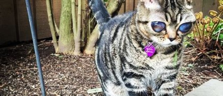 Meet Matilda, the rescued Alien Cat with celestial eyes