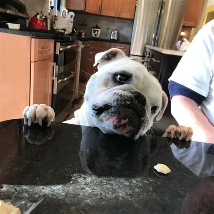 New Zealand Wants to Ban Cats