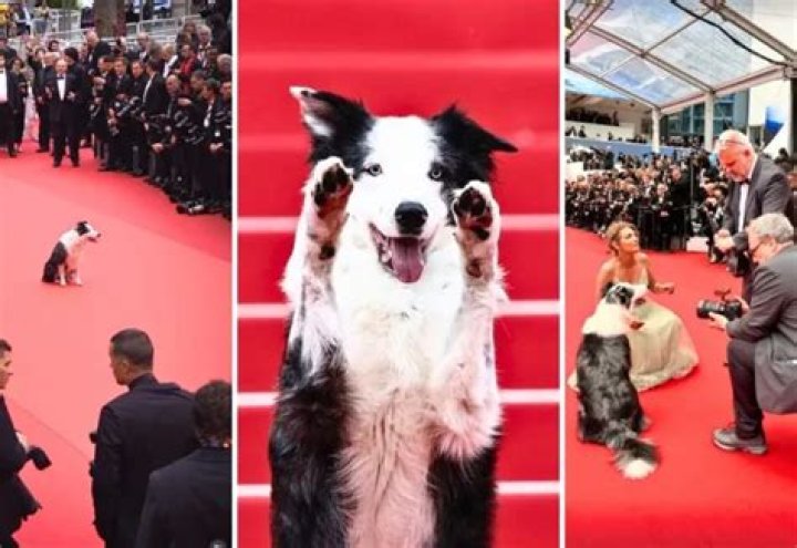 Oscars 2024: Meet the Pets of the Winners!