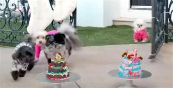 Paris Hilton and Demi Lovato Make Dog-Friendly Holiday Cakes for their Pampered Pooches