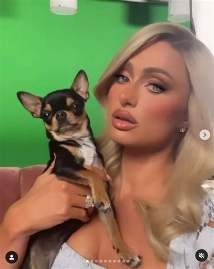 Paris Hilton’s dog Diamond Baby is missing!