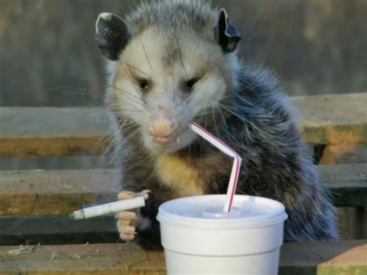 Party possum commits B&E, hits the sauce and gets arrested in Florida