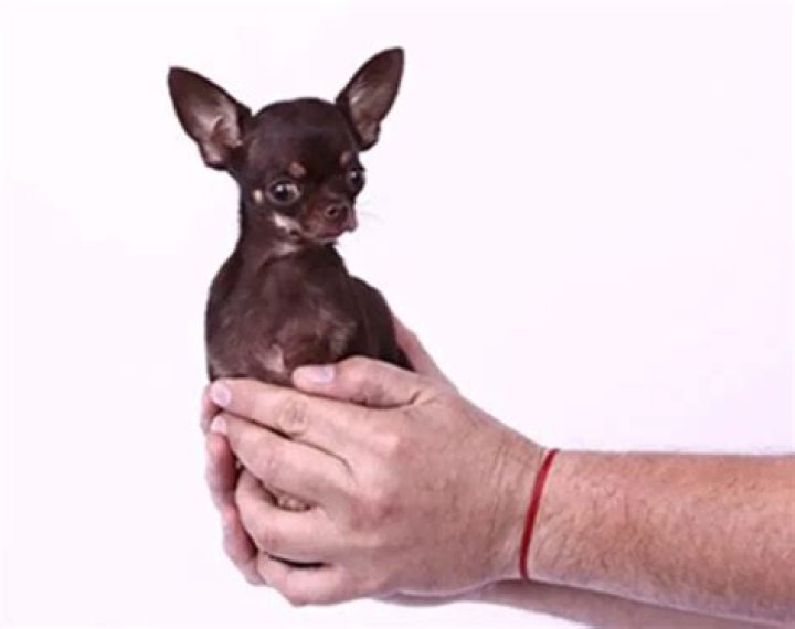 Pearl the iPhone-Sized Chihuahua is the World’s Shortest Dog