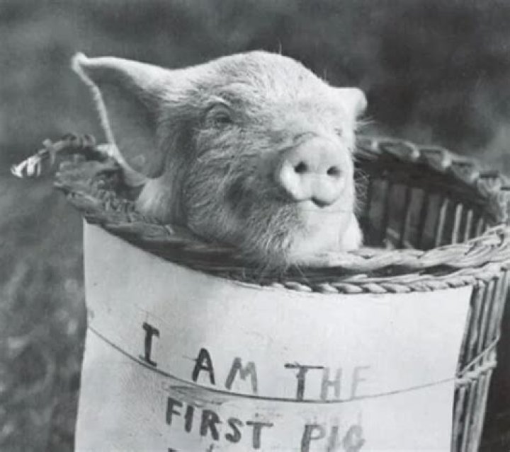 Pigs can’t Fly? Meet the Swine who Shattered the Stereotype Over 100 Years Ago