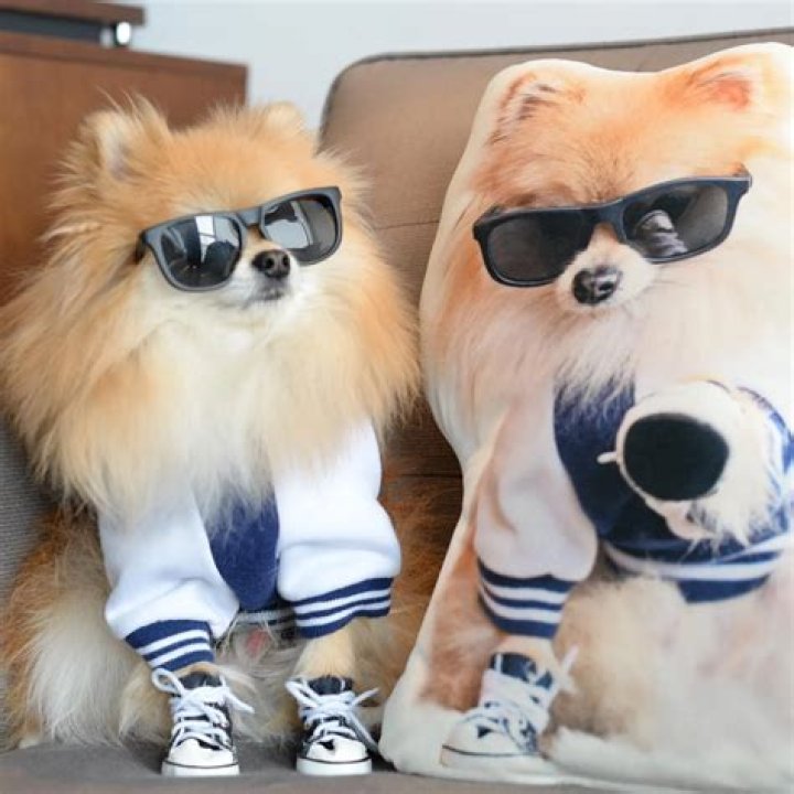 Pom Pom Chewy’s half-pomeranian, half-fox and full-cute