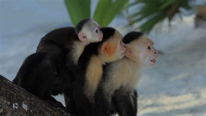 Puntarenas Shore Excursions & Cruise Excursions