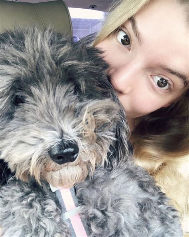 Pup crashes wedding, finds furever family