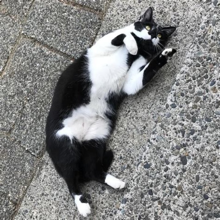 Rascal Wild Has a Nose You Must Boop