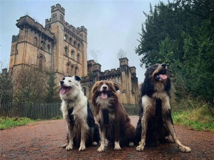 Roman and Eli, a Couple Dogs Exploring Their Ancestral Home of Scotland