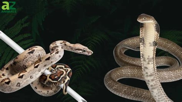 Salma Hayek is Afraid of Snakes and Other Juicy Facts You Didn’t Know about Her